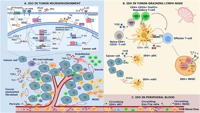 IDO Expression in Cancer: Different Compartment, Different Functionality?